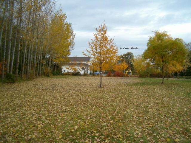 2004/10/post-123-1098537343_thumb.jpg