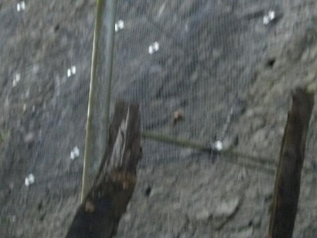 2011/02/post-17369-1298927529_thumb.jpg