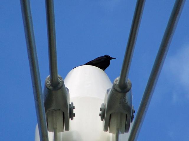 100_9238.jpg