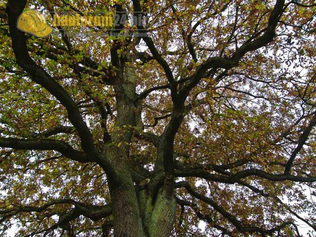 GartenReise_IndianSummer_NRW_47.JPG