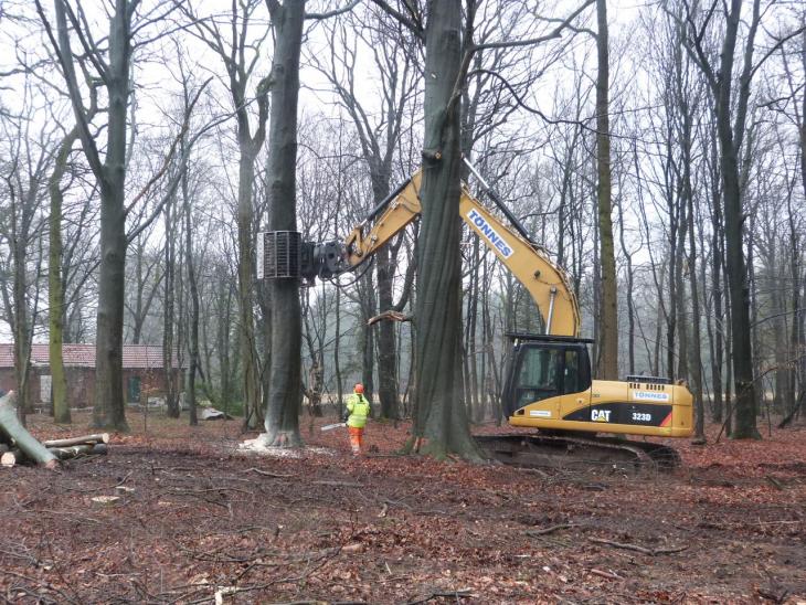 Buchen4.jpg