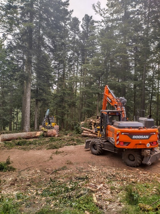 Doosan DX210W-7 im Forsteinsatz_05.jpg