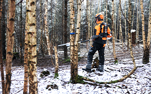 Mehr Informationen zu "Akku-Forstpflegesäge STIHL HTA 150"